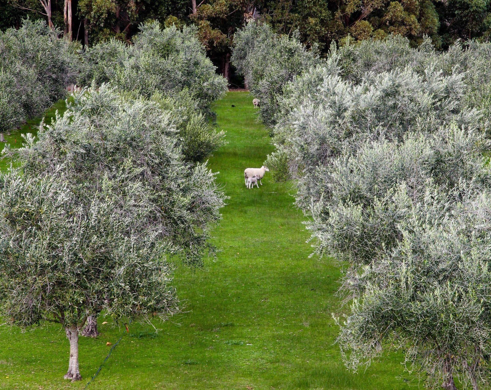 Olio Bello Lakeside Glamping Cowaramup Bagian luar foto